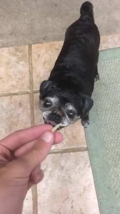 First upload to this server featuring my pugs, hope you like it :)