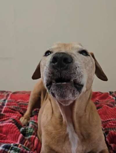 Shittymorph here - this is a conversation with former fighting dog Scooby. He was silent for the first 5+ years with me... now, almost 9 years later, we are still making sweet progress.