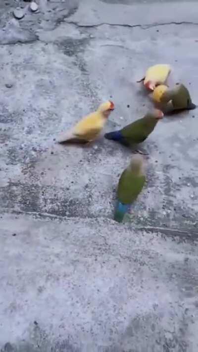 birbketball