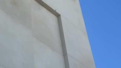 These Crows removing bird spikes in San Diego [OC]