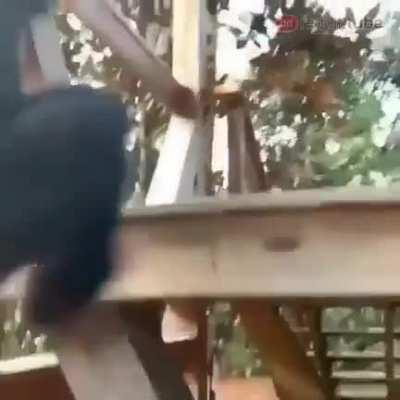 This ape guiding his pet human