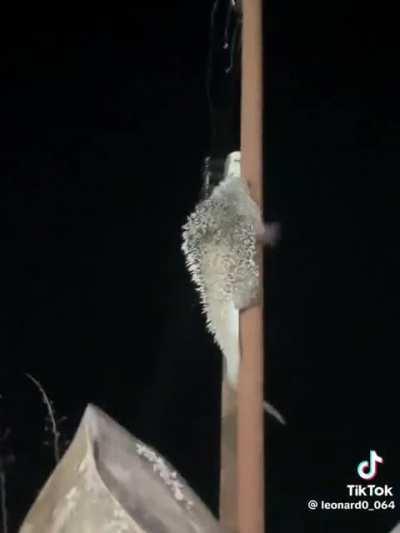 Oh, Look at that hedgehog!... 