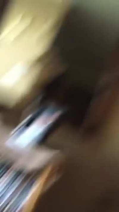 Dog prank with cats LOL