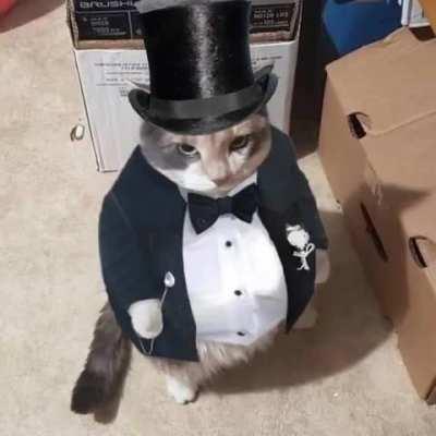 The Cat Controller was very disappointed.