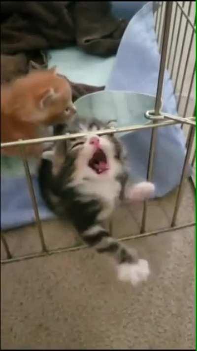 Roaringkitty right now, wanting GME to moon so he can speak to us again.