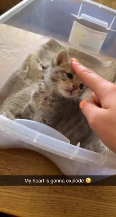 My niece’s new kitten :)