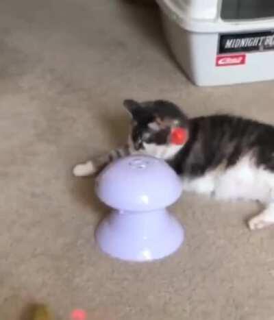 Cat Toy