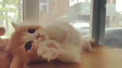 Kitteh is pleased...