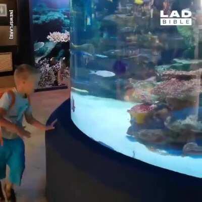 Fish having a race with a land dweller