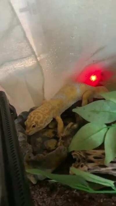 New substrate & Darwin is investigating!