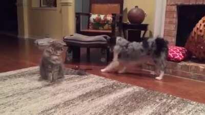 Getting the toy can be a challenge