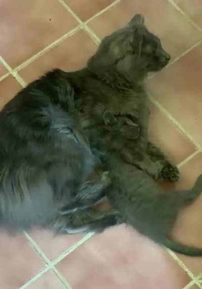 HMC while I put this kitten in a headlock