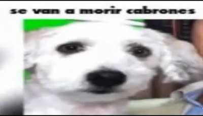 el dylan cuando hacen un meme de su caída