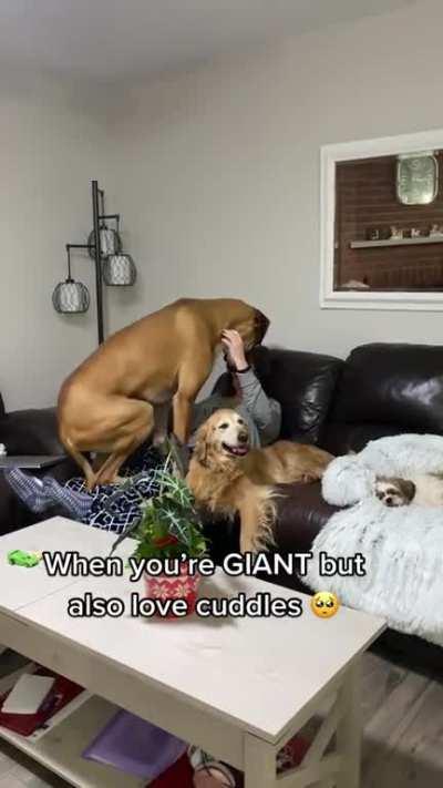 This Unit Thinks It's a Lapdog