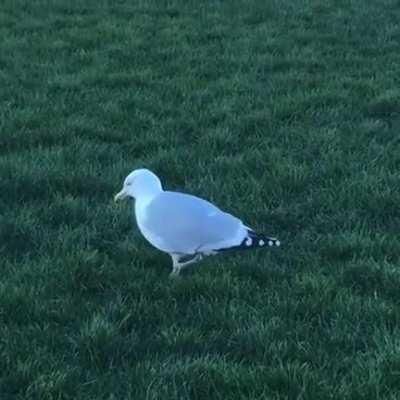 Seagulls stomping on grass is called, the rain dance. This mimics rain by vibration, and brings earthworms and other bugs to surface.