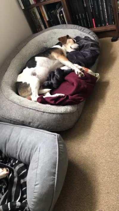 There are two kinds of dogs...