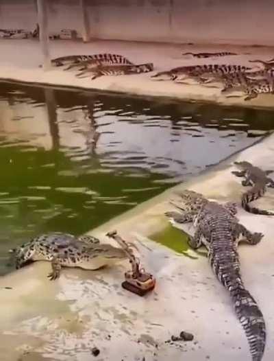 Экскаватор против аллигатора