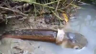 Just look at the fish’s eyes