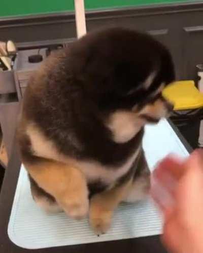 chonky + round = HAPPINESS