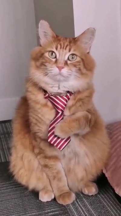 What a fine gentleman