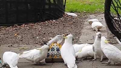 I thought this would make them quiet. i was wrong