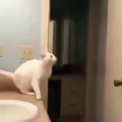 Cat Jump
