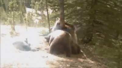 the bears pole dance