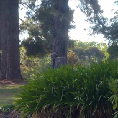 Spinny Boi Kookaburra