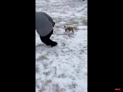 Dog takes his hooman on a trip