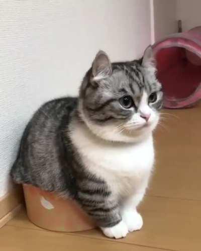 i'm not fat. i'm fluffy!!!