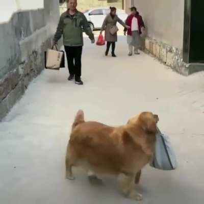 Cute Dog Friend's Grocery Help