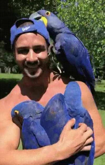 three blue parrots and a guy with a blue hat