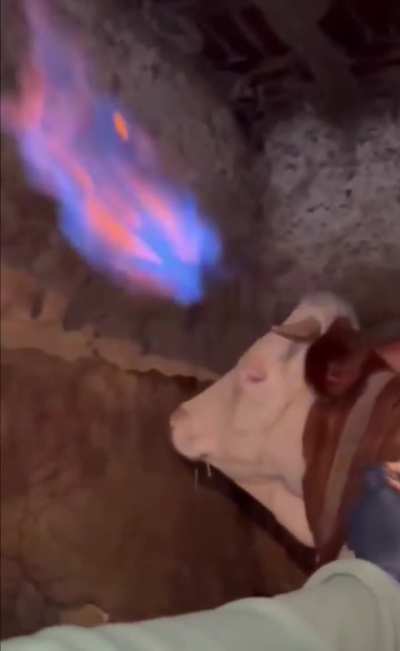 A bloated cow being helped