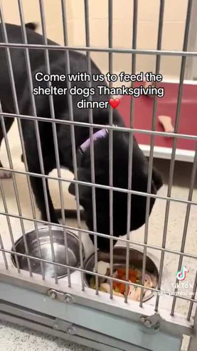 Shelter dogs enjoy a Thanksgiving dinner