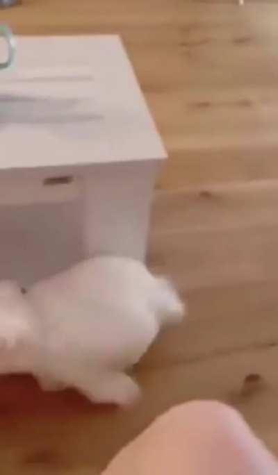 “Zoomiesfloof.exe has crashed. Would you like to restart?”