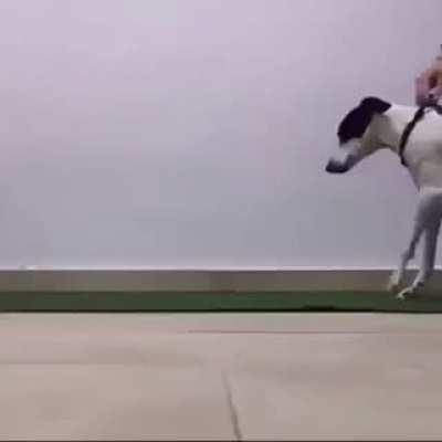 Disabled dog learns to walk again