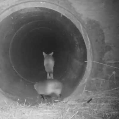 Coyotes and Badgers are actually close friends and often go hunting together, many Native American myths/stories revolve around this dynamic.