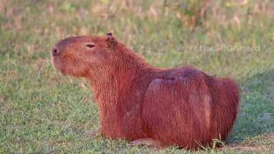 21st century schzoid capybara