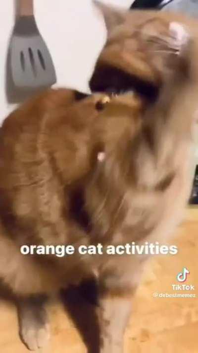 orange cat activities 