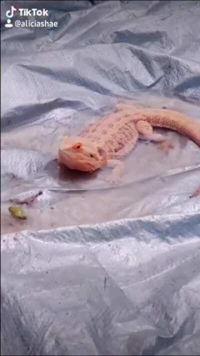 My family's beardie, Zephyr!