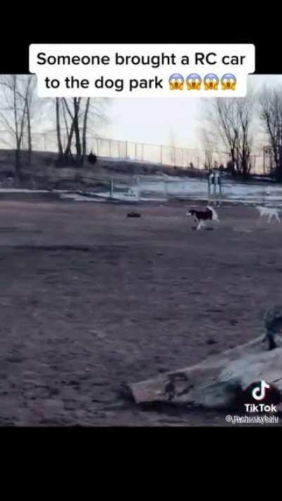 Borrowed from TicTok.. those are some serious zoomies 😂 TT:@thehuskybalu