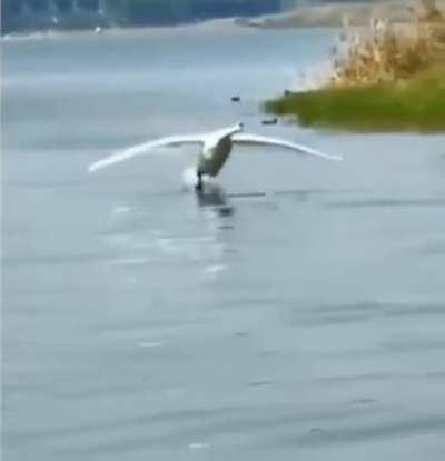 🔥 Precision Water Landing 🔥