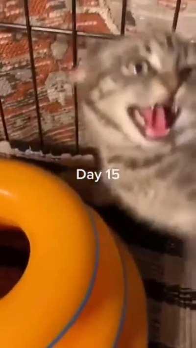 Helping a feral kitten to become friendly.