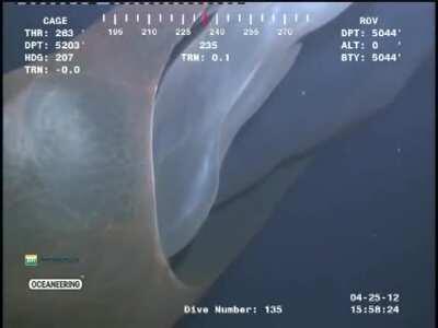 A Sea-Blanket (Deepstaria Enigmatica) Spotted By a ROV.