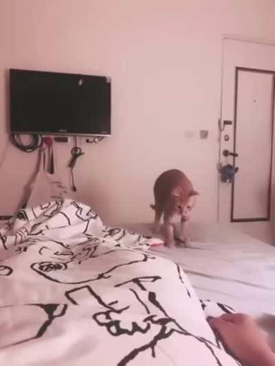 here’s your damn fish