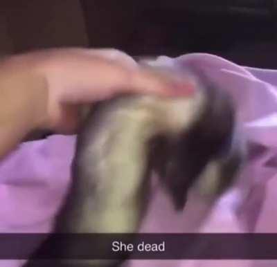 Carti fans LITERALLY a different breed frfr