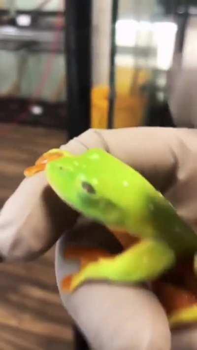 Green frogs often have large black eyes