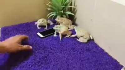 Los folanos diciendo 