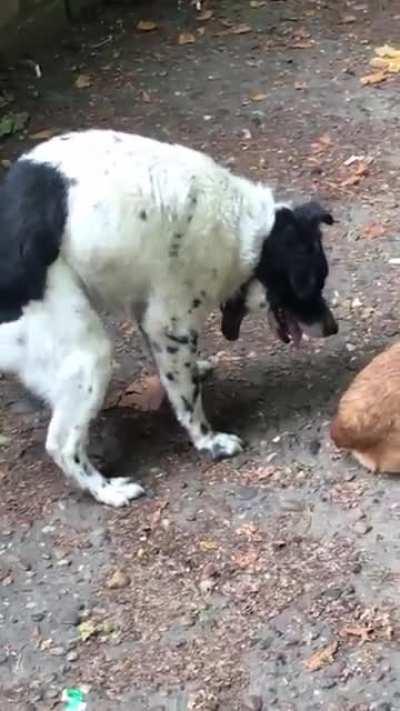 Havayı siken köpek gerçek olamaz