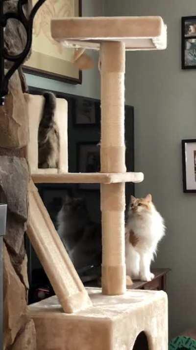 Box Monster Taps, Onlooker Watches In Horror